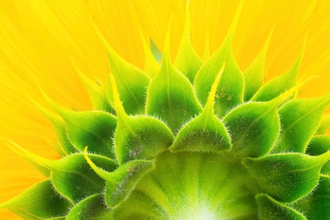 Sunflower closeup shot from behind