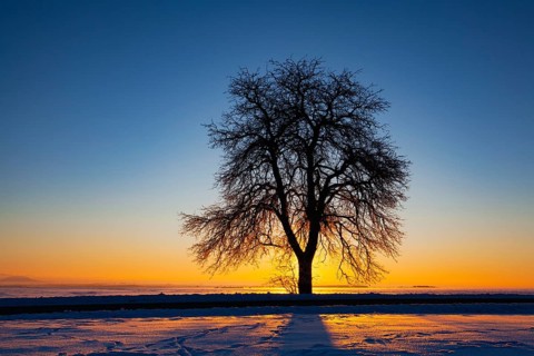 Empty road through snow-covered field after a blizzard at sunset. Clear sky, golden light. Idyllic