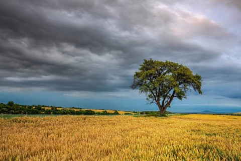 Lonely tree in wheat field before heavy stor, Central Bohemian Uplands, Czech Republic, Europe