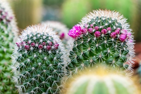Flowering cactus, balearic islands, Majorca, Spain, Europe