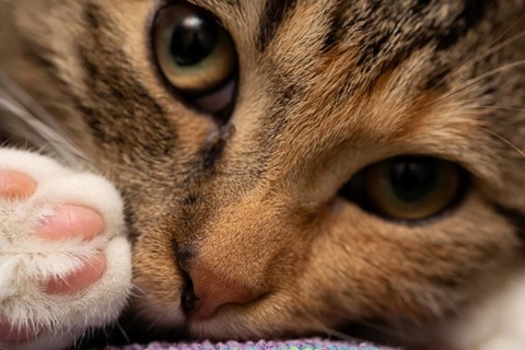 A close-up shot of She-cat lying on her bed with her eyes wide open. Open eyes and a sweet nose and