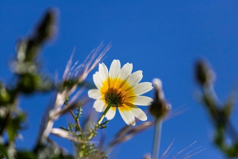 Glebionis coronaria, island of Santorini (Thira), Cyclades, Greek islands, Greece, Europe