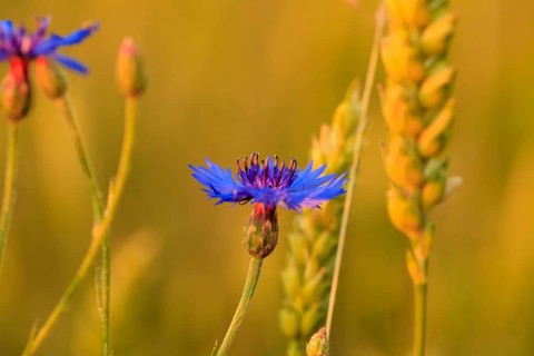 Cornflower in wheat field close up