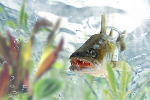 Zander under water