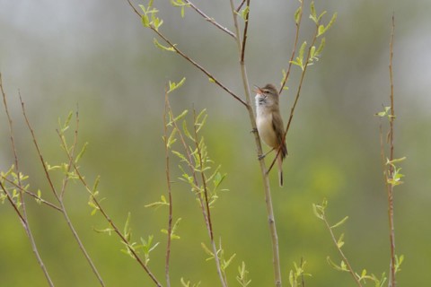 Great Reed Warbler in the reeds, Great Reed Warbler, Acrocephalus arundinaceus, Great Reed Warbler