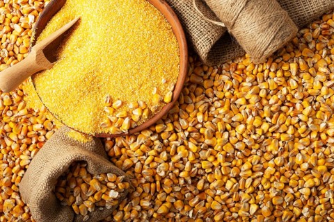 Yellow corn kernels with clay bowl in burlap sack flat lay