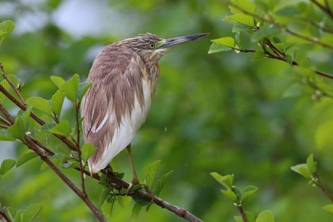 Squacco Heron, Ardeola ralloides