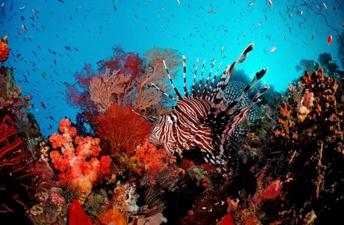 Common lionfish, Pterois volitans, Bali, Indian Ocean, Indonesia, Asia