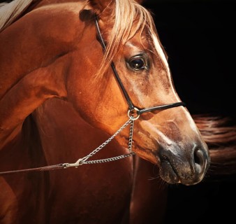 Portrait of young arabian colt at black background