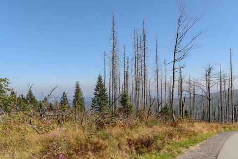 Dreisesselberg - nature reserve Dreiländereck with consequences of forest dieback