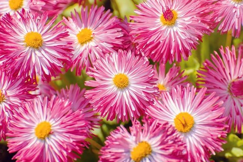 Bellis Perennis Habanera White with red tips Balchik, Bulgaria, Europe