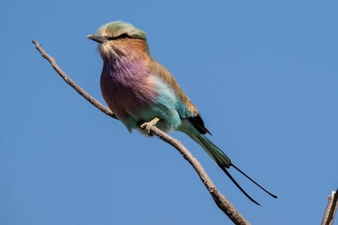 Fork-tailed Roller (Coracias caudata), Khwai Northwest District, Moremi Game Reserve, Maun,
