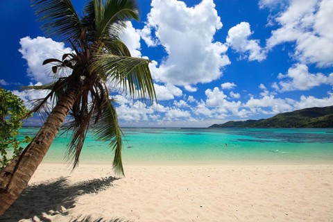 La Digue, Palm tree beach, Seychelles, Indian Ocean, Palm trees, La Digue, Indian Ocean,