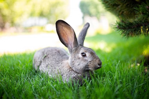 Close-up of a beautiful grey rabbit eating on a green graß lawn. Hare sits on green graß in summer