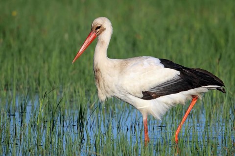 White stork, Ciconia ciconia