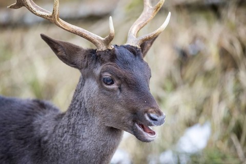 Fallow deer (Dama dama), portrait, male, captive, Landsberg am Lech Wildlife Park, Upper Bavaria,