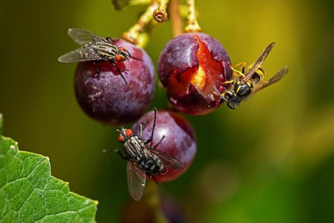 Sarcophaga carnaria and common wasp feeding on grapes, Baden-Württemberg, Federal Republic of