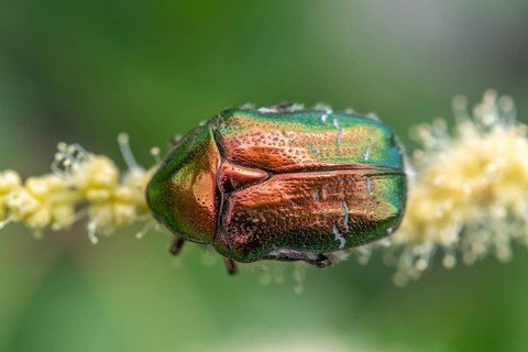 Golden cetonia (Cetonia aurata) on a chestnut flower. Bas Rhin, Alsace, France, Europe