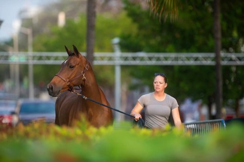 Horses, grooms and riders take part in the vet check assessing the health of the horse before