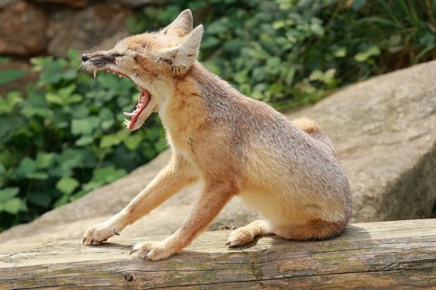 Steppe fox sits on a tree trunk and yawns