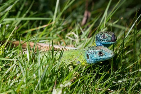 Side view of a pair of Iberian emerald lizards mating