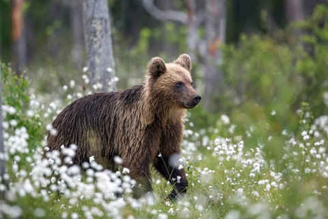 European brown bear (Ursus arctos), Europe, Scandinavia, Finland, young, Europe