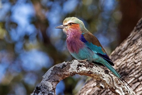 Lilac-breasted roller (Coracias caudatus), Zambia, Africa