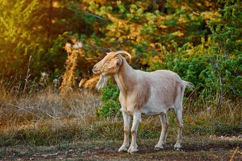Domestic Goat with Horns (Capra Aegagrus Hircus) Yagodina, Devin, Bulgaria, Europe
