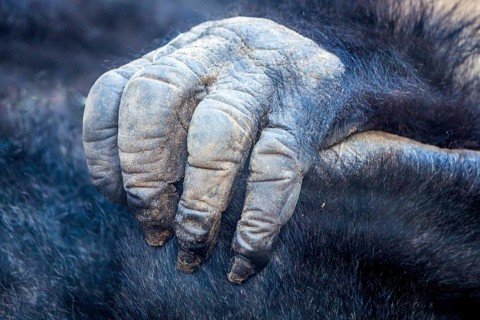 Gorilla hand