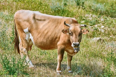 Brown cow with cowbell on the pasture Prosenik, Bulgaria, Europe