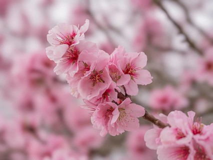 Peach blossoms (Prunus persica), Gimmeldingen, Neustadt an der Weinstraße, Rhineland-Palatinate,