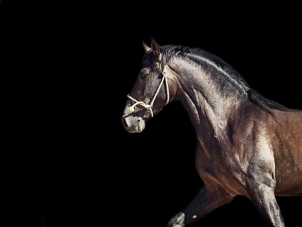 Running Andalusian stallion. isolated at black