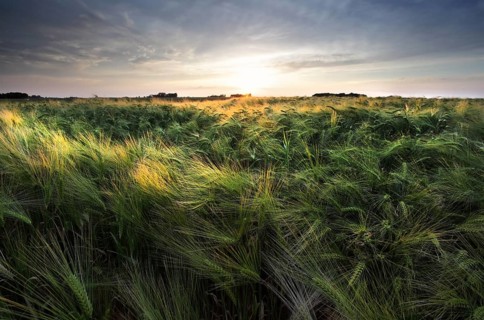 Sunshine over wheat field in summer