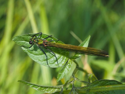 Odonates (Odonata), blurred background, North Rhine-Westphalia, Germany, Europe