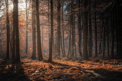 Fall scenery with a shadowed forest and beam of light from the morning sun, shining through autumn