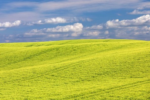 Field of barley in spring in the Holsteinische Schweiz in the district of Plön in