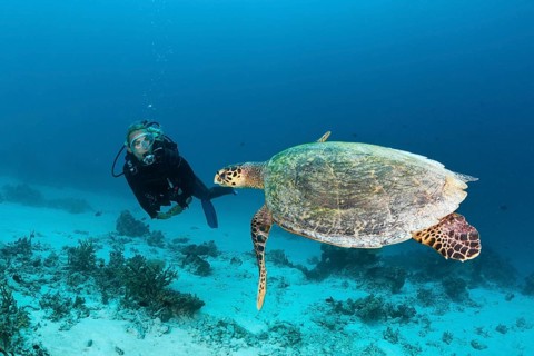 Hawksbill sea turtle and diver, Eretmochelys imbricata, North Male Atoll, Maldives, Asia