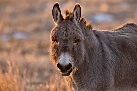 Donkey aat Sunset in Saskatchewan Canada rim light