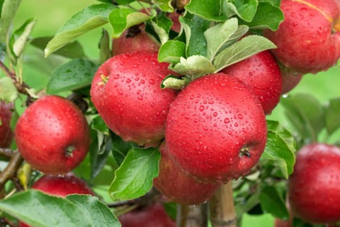 Apple (Malus domestica 'Orangenburg'), Bundessorteamt, testing centre Wurz, Germany, Europe