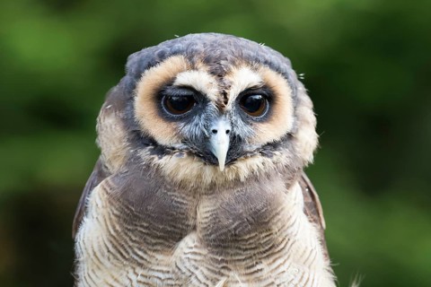 A Malayan owl in front view