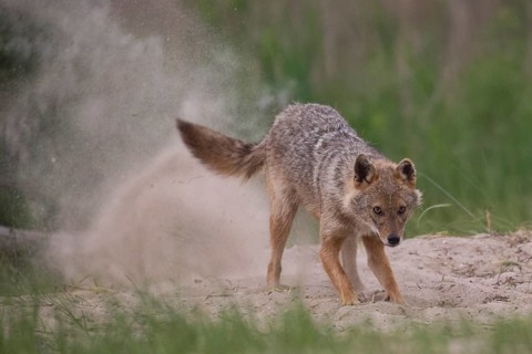 Digging golden jackal