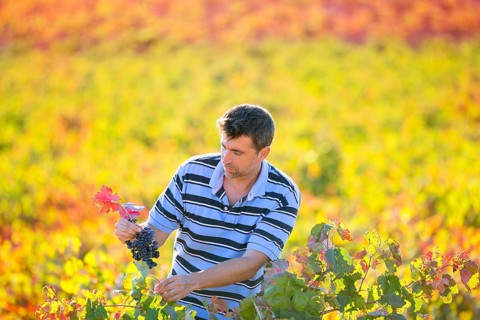 Farmer man in vineyard harvest autumn leaves in mediterranean field