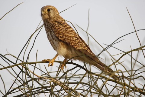 Common Kestrel, Bird sanctuary, Gujarat, India, Asia