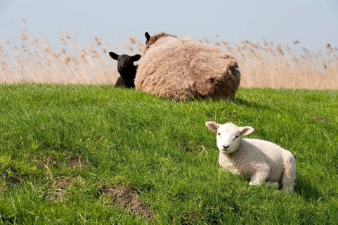 Sheep with lambs on the dike in Holland