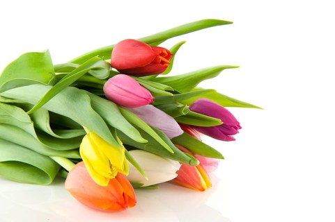 Colorful bouquet of tulips on white background