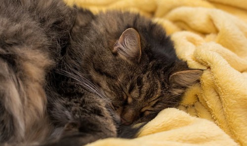 Little house cat sleeping in a soft yellow blanket