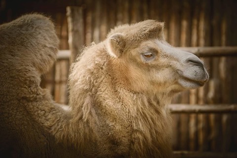 Close up Portrait of Camel over the Dark Background Varna, Bulgaria, Europe