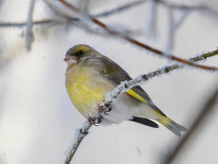 European Greenfinch (Carduelis chloris) resting on frosty branch. Male of European Greenfinch in
