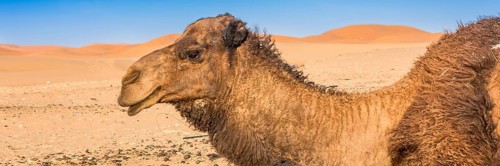 Merzouga in the Sahara Desert in Morocco. Afica. Web banner in panoramic view