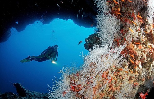 Diver under coral overhang, Maldives, Indian Ocean, Ari Atoll, Asia